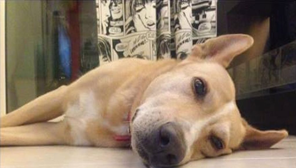 ΠΡΟΣΟΧΗ σε όσους έχουν σκύλους - ΝΕΚΡΟΣ από εισπνεόμενη ΦΟΛΑ σε κεντρικό πάρκο της Αθήνας σκύλος γνωστού ΔΗΜΟΣΙΟΓΡΑΦΟΥ - Φωτογραφία 1