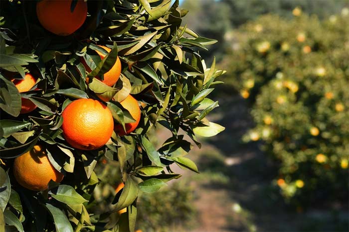 Τριστέτσα των εσπεριδοειδών: Ο καταστροφικός ιός - Φωτογραφία 5