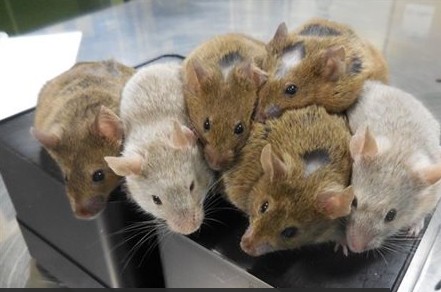 Ωάρια ποντικιών δημιουργήθηκαν για πρώτη φορά στο εργαστήριο - Φωτογραφία 1