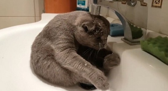 Γάτα λούζεται μόνη της στο νιπτήρα και γίνεται viral... [video] - Φωτογραφία 1