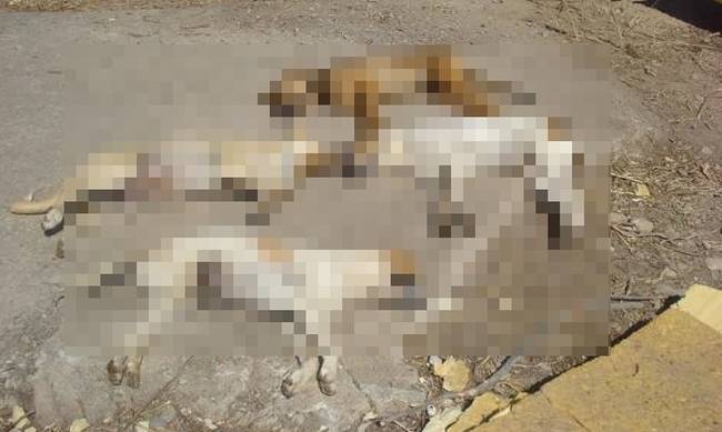 ΠΡΟΣΟΧΗ! Αγανακτισμένοι Κύπριοι κυνηγοί με τις φόλες: «Κατάντια! Πέθαναν 10 σκύλοι σε 10 μέρες»! - Φωτογραφία 1