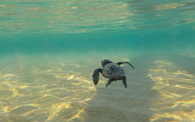 Επιστρέφει υγιής στη θάλασσα η χελώνα που είχε καταπιεί αγκίστρι - Φωτογραφία 1