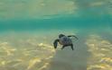 Επιστρέφει υγιής στη θάλασσα η χελώνα που είχε καταπιεί αγκίστρι