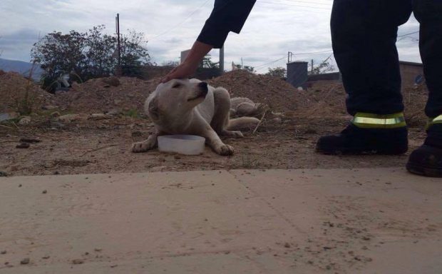 Έσωσαν το σκυλί που κάποιος πέταξε σε φρεάτιο και έκλεισε με παλέτα στον Ελαιώνα της Αθήνας - Φωτογραφία 1