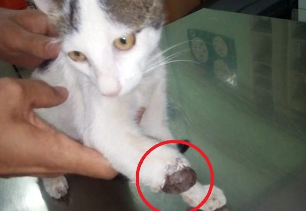17 γάτες ακρωτηριασμένες από δόκανο στην Αρεόπολη Λακωνίας - Φωτογραφία 1