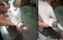 17 γάτες ακρωτηριασμένες από δόκανο στην Αρεόπολη Λακωνίας - Φωτογραφία 2