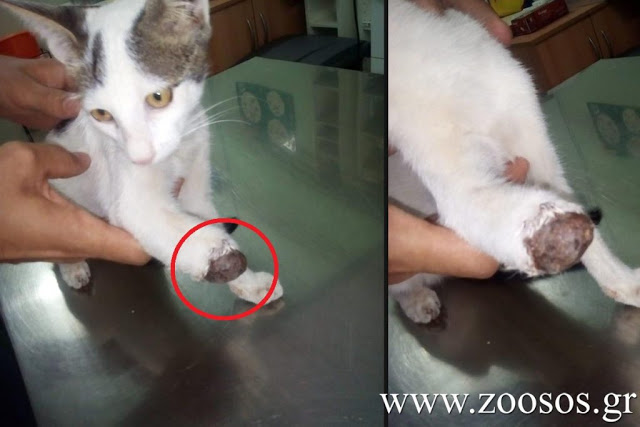 17 γάτες ακρωτηριασμένες από δόκανο στην Αρεόπολη Λακωνίας - Φωτογραφία 2