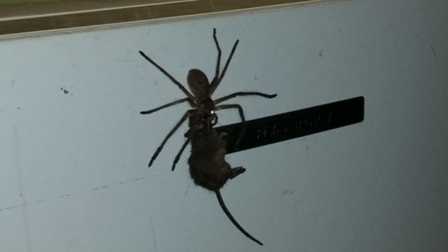 Εφιάλτης! Τεράστια αράχνη τρώει αρουραίο - Φωτογραφία 1