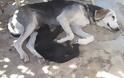 Δύο σκυλίτσες θήλασαν και έσωσαν γατάκια που κάποιος πέταξε στα σκουπίδια στο Λουτράκι [video]