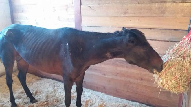 Πάτρα: Έσβησε το άλογο που είχε βρεθεί σε άθλια κατάσταση στο Βελβίτσι - Ανησυχία για το πουλάρι του - Άμεση παρέμβαση των αρχών ζητούν οι φιλόζωοι - Φωτογραφία 1