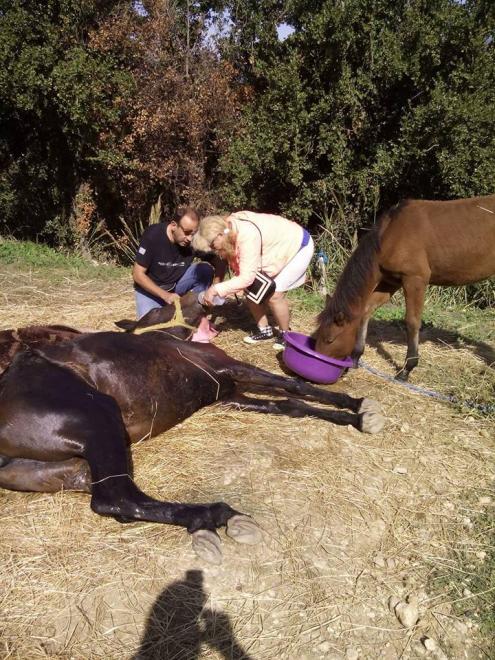 Πάτρα: Έσβησε το άλογο που είχε βρεθεί σε άθλια κατάσταση στο Βελβίτσι - Ανησυχία για το πουλάρι του - Άμεση παρέμβαση των αρχών ζητούν οι φιλόζωοι - Φωτογραφία 4