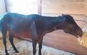 Πάτρα: Έσβησε το άλογο που είχε βρεθεί σε άθλια κατάσταση στο Βελβίτσι - Ανησυχία για το πουλάρι του - Άμεση παρέμβαση των αρχών ζητούν οι φιλόζωοι
