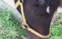 Πάτρα: Έσβησε το άλογο που είχε βρεθεί σε άθλια κατάσταση στο Βελβίτσι - Ανησυχία για το πουλάρι του - Άμεση παρέμβαση των αρχών ζητούν οι φιλόζωοι - Φωτογραφία 2