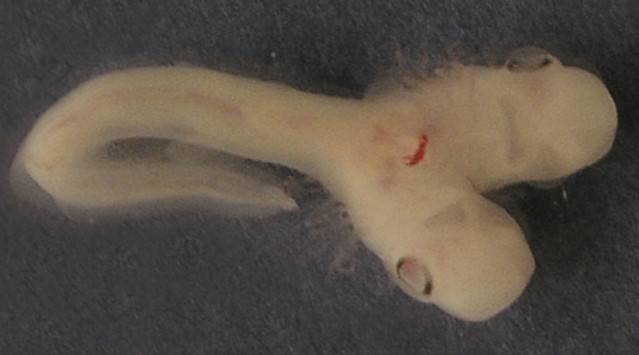 ΑΠΙΣΤΕΥΤΟ! Ανακάλυψαν ΤΡΟΜΑΚΤΙΚΟ έμβρυο καρχαρία με 2 κεφάλια - Φωτογραφία 1