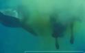 Καρχαρίας καταβροχθίζει μια πελώρια αγελάδα στη μέση του Ινδικού ωκεανού! [video]
