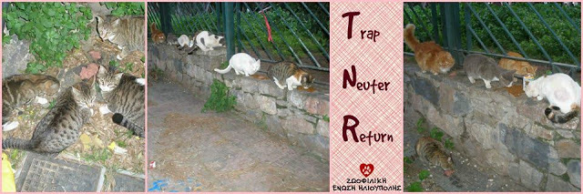 Θέλεις να σώσεις 6 γατάκια; Πρόσφερε ΜΙΑ στείρωση! - Φωτογραφία 2