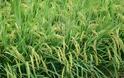 ΠΡΟΣΟΧΗ: Η Κίνα φτιάχνει Ρύζι από ΠΛΑΣΤΙΚΟ και είναι ο,τι Χειρότερο για την Υγεία μας - Δείτε ΠΩΣ να το Εντοπίσετε... [photos+video] - Φωτογραφία 2