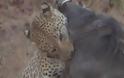 Δείτε την ΘΑΝΑΣΙΜΗ Πάλη λεοπάρδαλης με έναν αγριόχοιρο... [video]