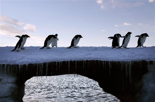 Το μεγαλύτερο καταφύγιο θαλάσσιων ζώων θα γίνει στην Ανταρκτική - Φωτογραφία 1