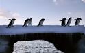 Το μεγαλύτερο καταφύγιο θαλάσσιων ζώων θα γίνει στην Ανταρκτική