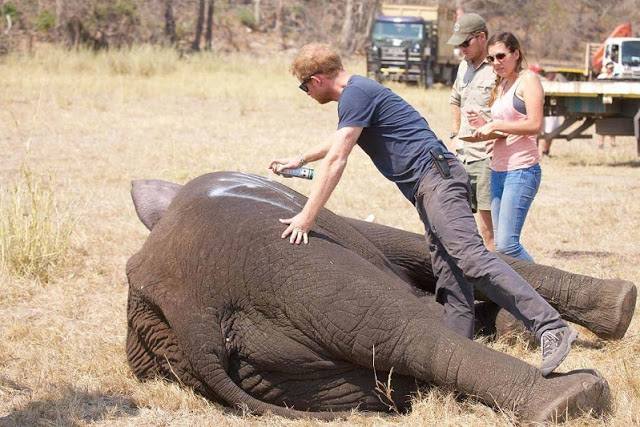 Ο Πρίγκιπας Harry σώζει ελέφαντες και καίει καρδιές [photos] - Φωτογραφία 2