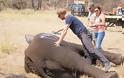 Ο Πρίγκιπας Harry σώζει ελέφαντες και καίει καρδιές [photos] - Φωτογραφία 2