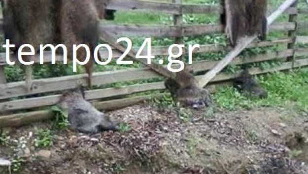 Αχαΐα: Δέρμα και κεφάλια από αγριογούρουνα κρέμασαν στο πάρκο της Μόβρης - Καταγγελία του φυσιολατρικού συλλόγου Η ΑΡΙΑ - Φωτογραφία 1