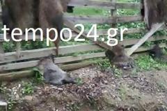 Αχαΐα: Δέρμα και κεφάλια από αγριογούρουνα κρέμασαν στο πάρκο της Μόβρης - Καταγγελία του φυσιολατρικού συλλόγου Η ΑΡΙΑ