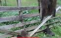 Αχαΐα: Δέρμα και κεφάλια από αγριογούρουνα κρέμασαν στο πάρκο της Μόβρης - Καταγγελία του φυσιολατρικού συλλόγου Η ΑΡΙΑ - Φωτογραφία 3