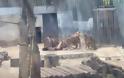 Η ΣΟΚΑΡΙΣΤΙΚΗ Στιγμή που ένας 20χρονος πηδάει Γuμνός στο Κλουβί με τα Λιοντάρια! [ΣΚΛΗΡΕΣ ΕΙΚΟΝΕΣ] - Φωτογραφία 3