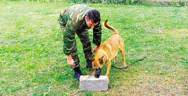Ο στρατιωτικός σκύλος που «μυρίζει» τον καρκίνο - Φωτογραφία 1