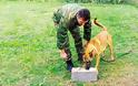 Ο στρατιωτικός σκύλος που «μυρίζει» τον καρκίνο