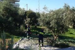 Ξεκινά η συγκομιδή ελιών στη Γλυφάδα