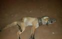 ΣΚΛΗΡΕΣ ΕΙΚΟΝΕΣ - Πύθωνας στραγγάλισε αλεπού που του επιτέθηκε - Φωτογραφία 3