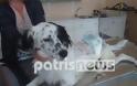 Πυροβόλησαν σκύλο στην Ανδραβίδα - Χειρουργήθηκε αλλά δεν περπατά - Φωτογραφία 2