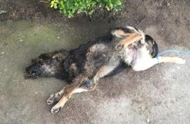 Γιαννούζι Αγρινίου: Βασάνισε και έκαψε τον σκύλο μέσα στο νεκροταφείο - Φωτογραφία 1