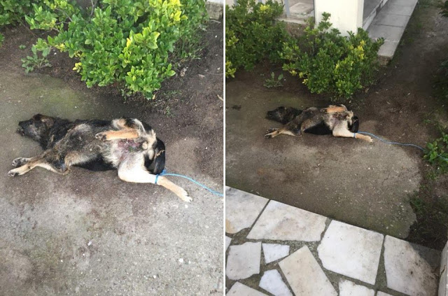 Γιαννούζι Αγρινίου: Βασάνισε και έκαψε τον σκύλο μέσα στο νεκροταφείο - Φωτογραφία 2