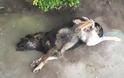Γιαννούζι Αγρινίου: Βασάνισε και έκαψε τον σκύλο μέσα στο νεκροταφείο - Φωτογραφία 1
