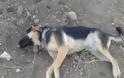 ΠΡΟΣΟΧΗ...ΣΚΛΗΡΕΣ ΕΙΚΟΝΕΣ! Σκότωσαν με φόλες τα αδέσποτα σκυλιά - Φωτογραφία 1
