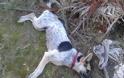 ΠΡΟΣΟΧΗ...ΣΚΛΗΡΕΣ ΕΙΚΟΝΕΣ! Σκότωσαν με φόλες τα αδέσποτα σκυλιά - Φωτογραφία 2