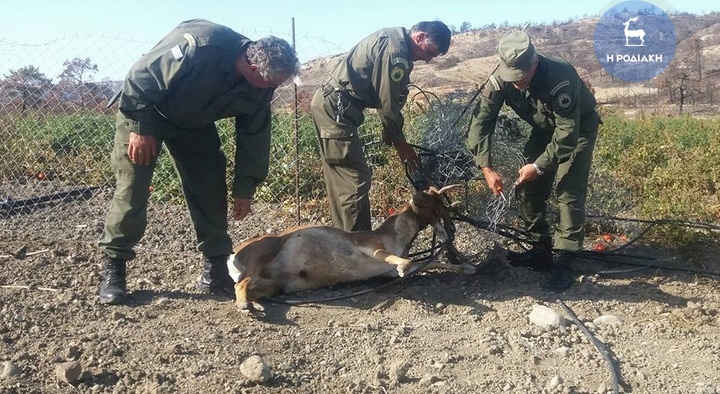 Νεκρό ελάφι στη Ρόδο! Μπλέχτηκε στα συρματοπλέγματα ενός χωραφιού - Φωτογραφία 2