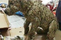 ΦΡΙΚΗ: Ένας μανιακός κάλυψε αυτό το κουτάβι με ισχυρή κόλλα - Ο διασώστης όμως επέμενε πως... [photos+video]