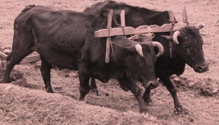 Εντόπισαν την εξαφανισμένη ορεινή φυλή βοοειδών της Κρήτης; - Φωτογραφία 1