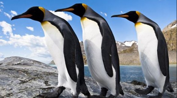 Ο απατημένος πιγκουίνος βρίσκει την γυναίκα του με άλλον και... [video] - Φωτογραφία 1