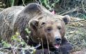 Αναπάντεχη ΕΙΣΒΟΛΗ αρκούδων στην Καστοριά - Η νυχτερινή τους βόλτα που προκάλεσε πανικό!