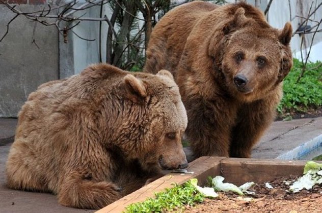 Αρκούδες μέσα στην ΚΑΣΤΟΡΙΑ – ΠΑΝΙΚΟΣ και μεγάλη κινητοποίηση της αστυνομίας - Φωτογραφία 1