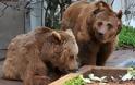 Αρκούδες μέσα στην ΚΑΣΤΟΡΙΑ – ΠΑΝΙΚΟΣ και μεγάλη κινητοποίηση της αστυνομίας