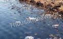 Ένας απέραντος σκουπιδότοπος δημιουργήθηκε στην παραλία της Καλαμαριάς [video] - Φωτογραφία 3