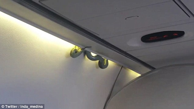 ΣΟΚ! Φίδι πέφτει από την οροφή πάνω σε επιβάτες αεροπλάνου [video] - Φωτογραφία 2