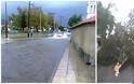 Έβρεξε προβλήματα στη Θράκη - Πτώσεις δέντρων, πλημμυρισμένοι δρόμοι και διακοπές ρεύματος - Φωτογραφία 1